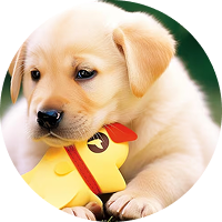 Pet Feeding Essentials